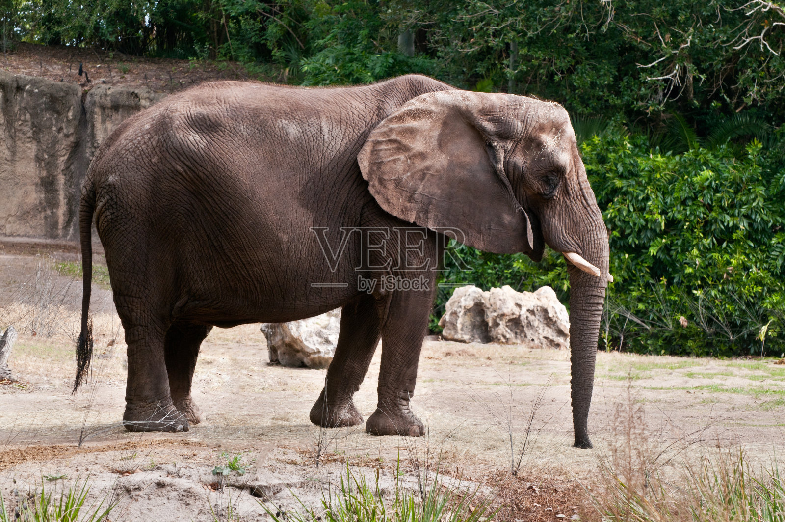大象照片摄影图片