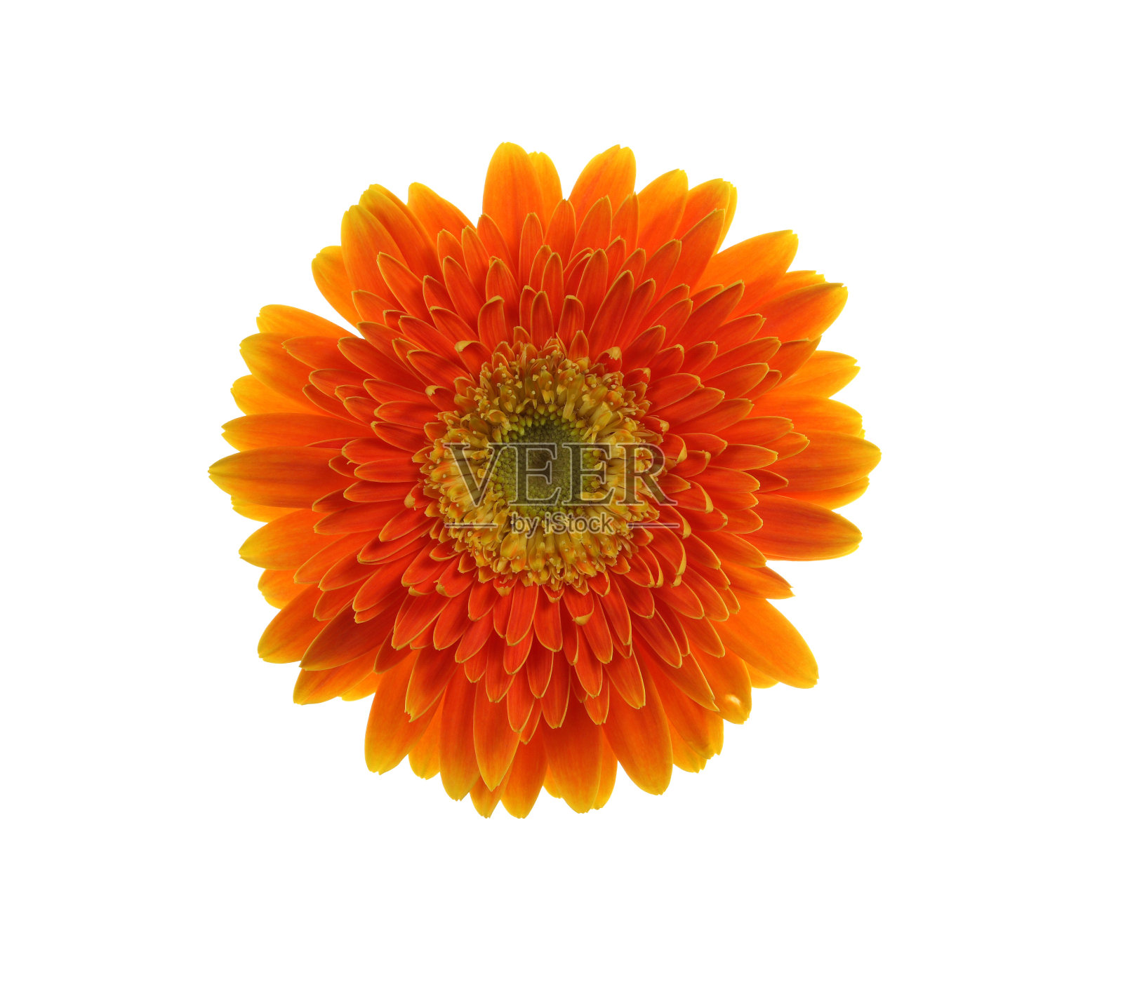 非洲菊黛西照片摄影图片