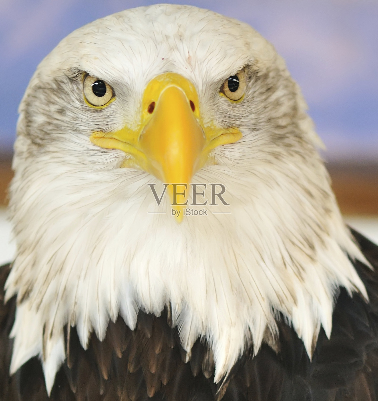 白头海雕照片摄影图片