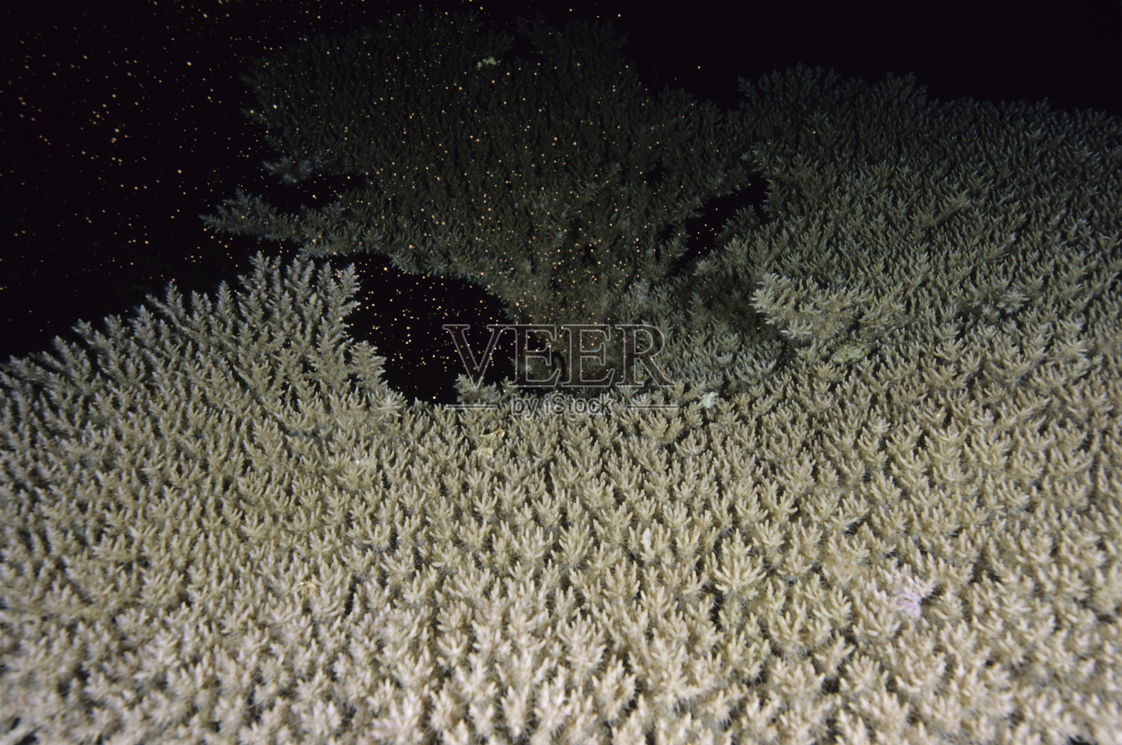 珊瑚产卵照片摄影图片