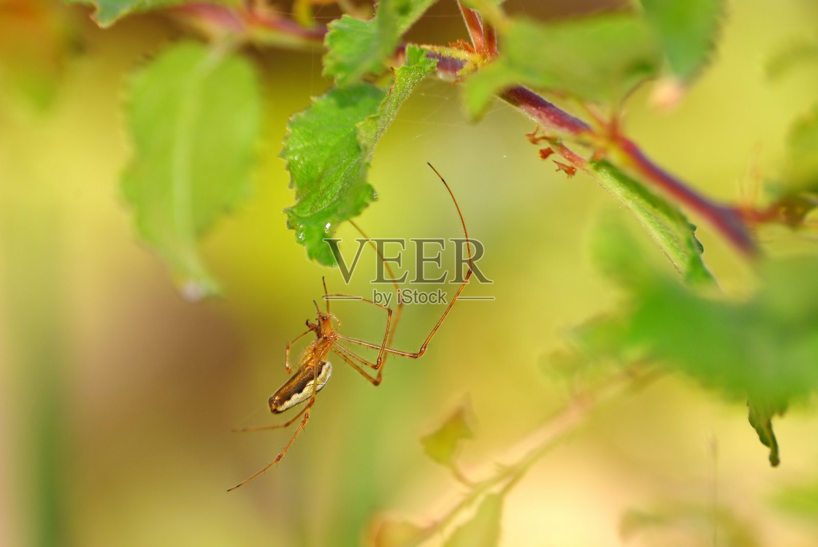 蜘蛛在自然界中照片摄影图片