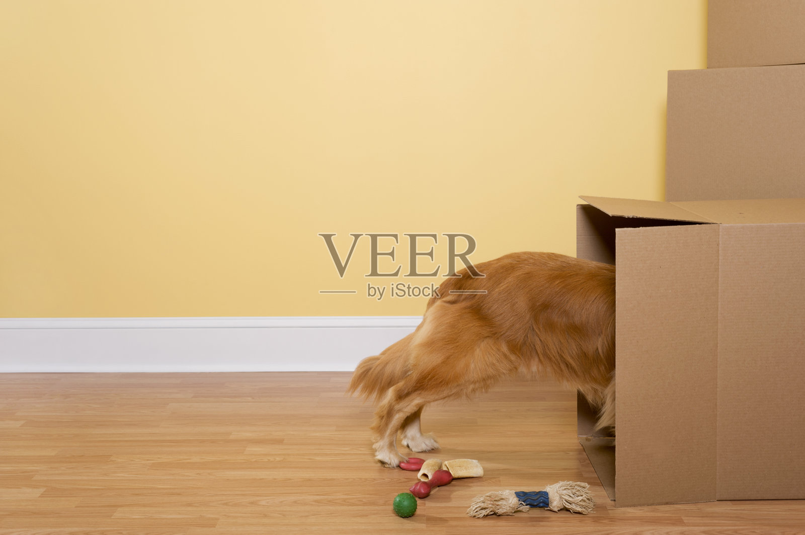 狗拆玩具和骨头,从搬家的箱子照片摄影图片
