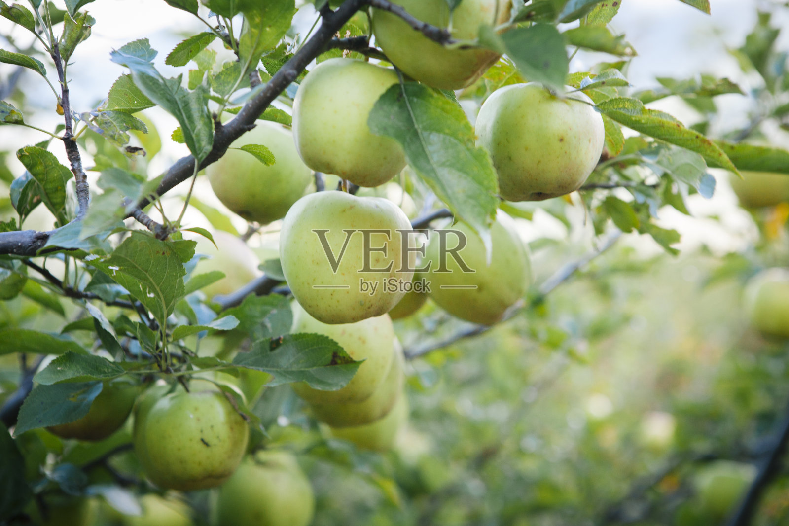 来自尼泊尔苹果之都的青苹果。照片摄影图片