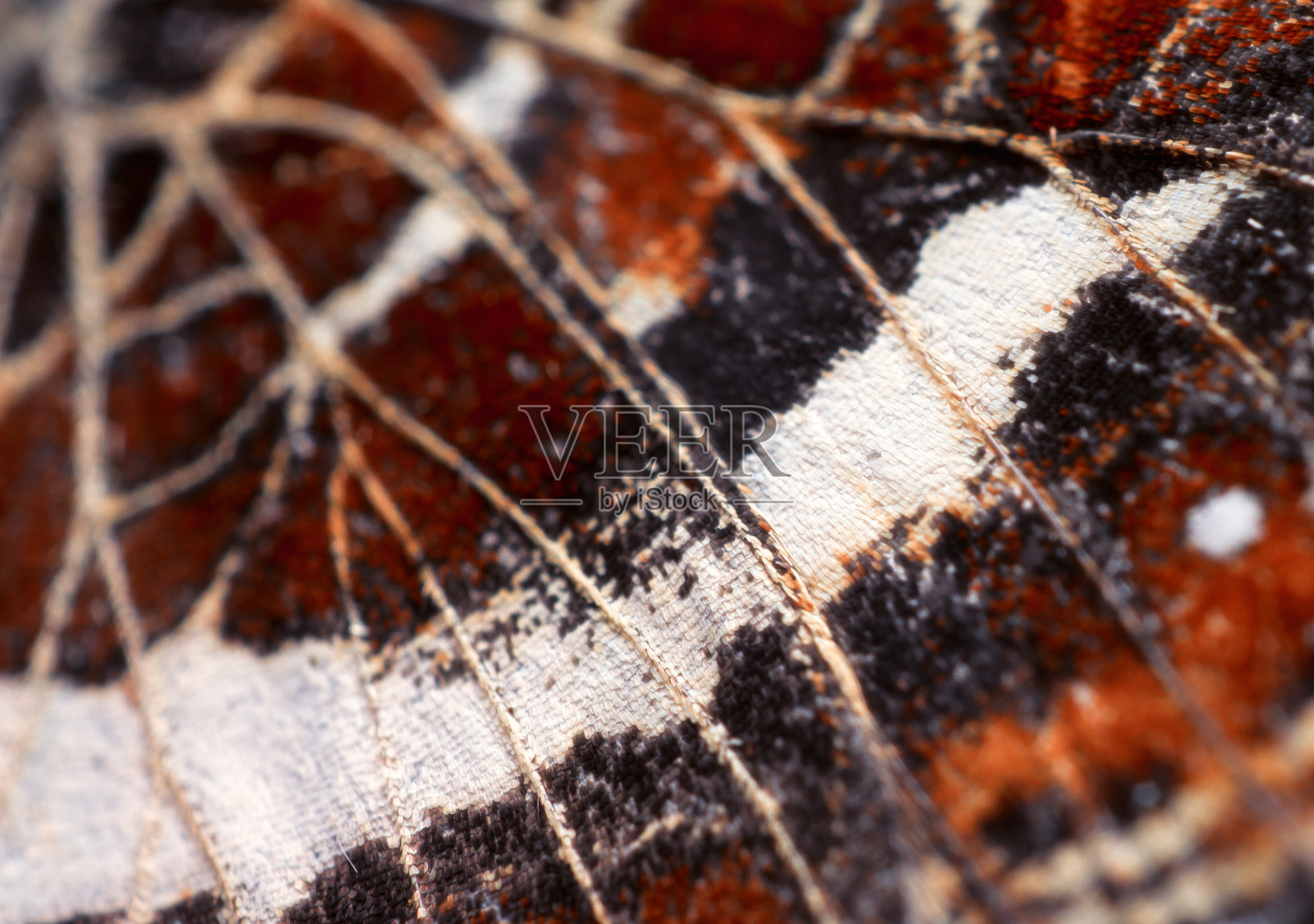 孔雀蝴蝶的翅膀照片摄影图片