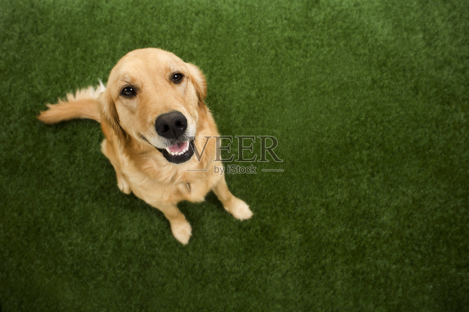 狗-金毛寻回向上照片摄影图片