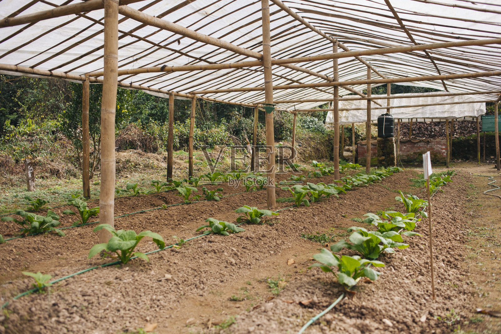 滴灌照片摄影图片