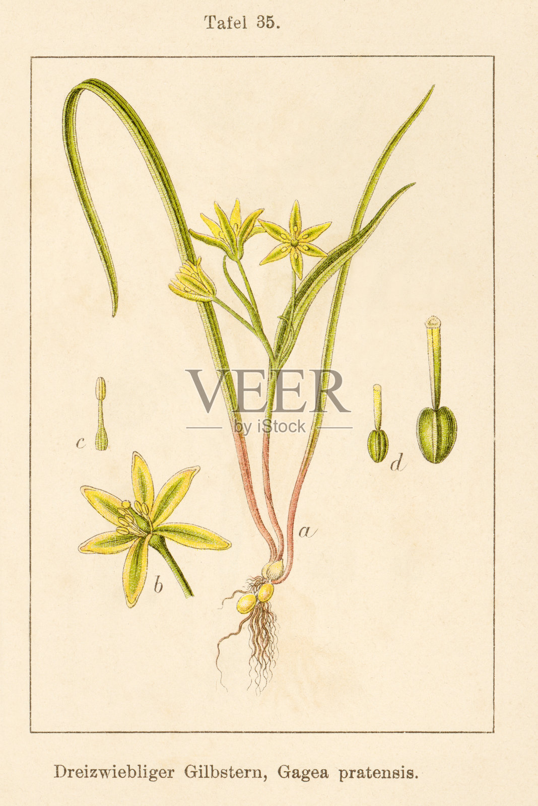 古玩花卉插画:草甸加加(G. pratensis)插画图片素材