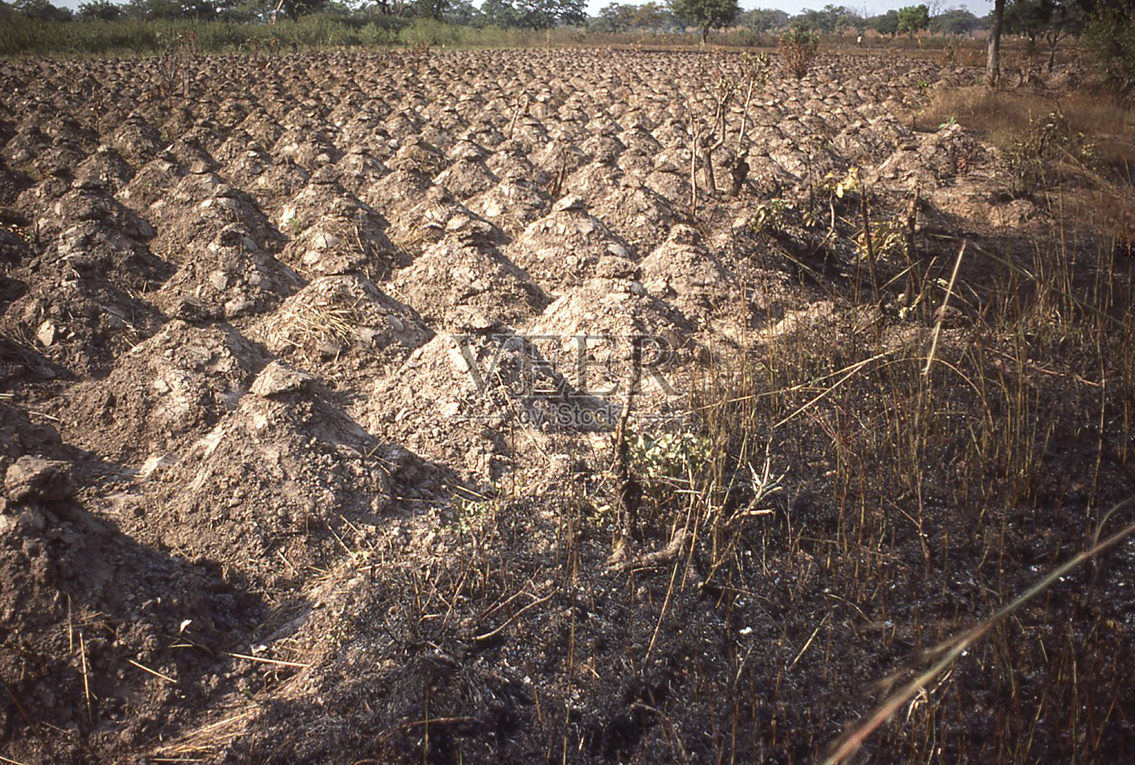 为甘薯或木薯堆地加纳中部西非照片摄影图片