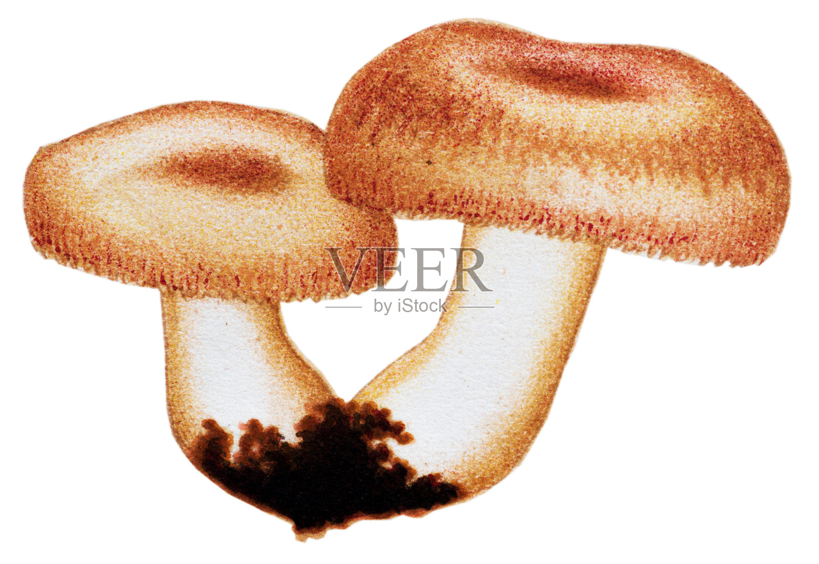 蘑菇和真菌:乳松乳帽(羊毛乳帽或须乳帽)插画图片素材