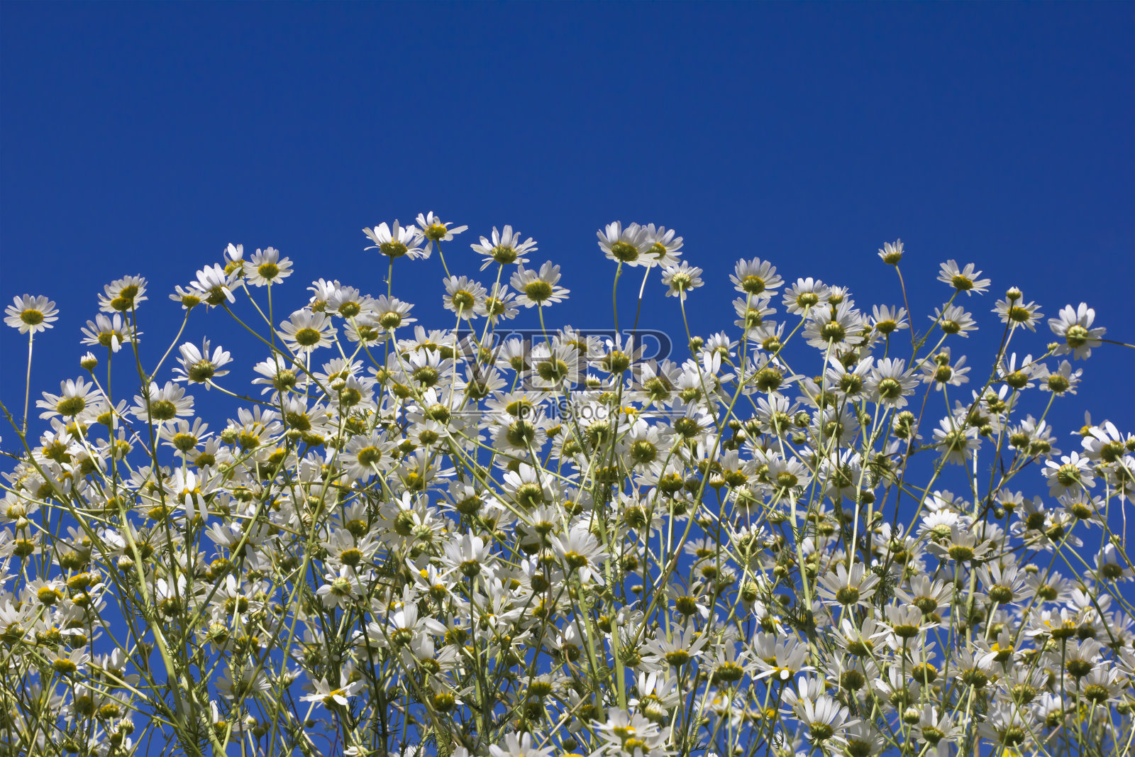 一束洋甘菊,蔚蓝的天空照片摄影图片