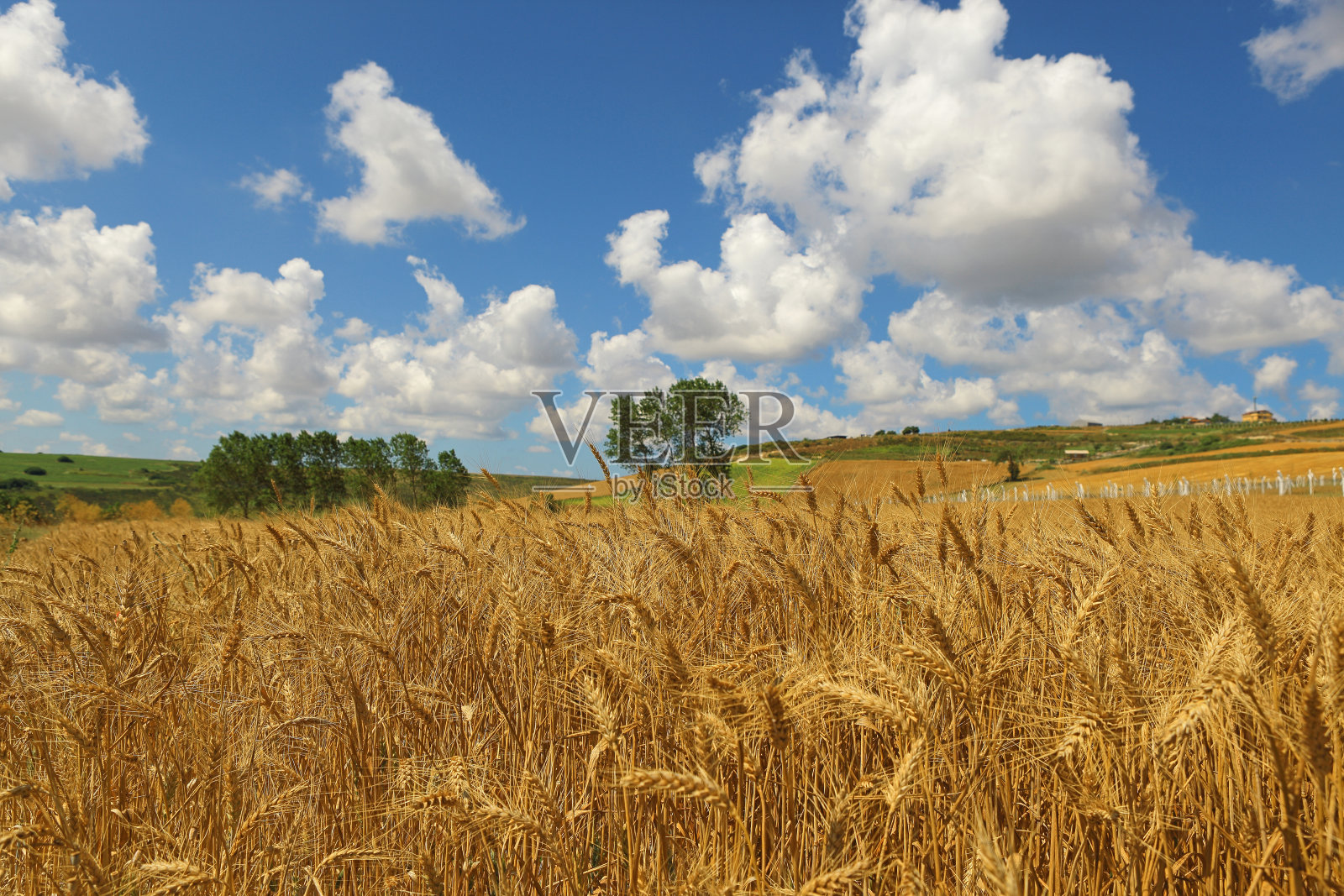 麦田照片摄影图片