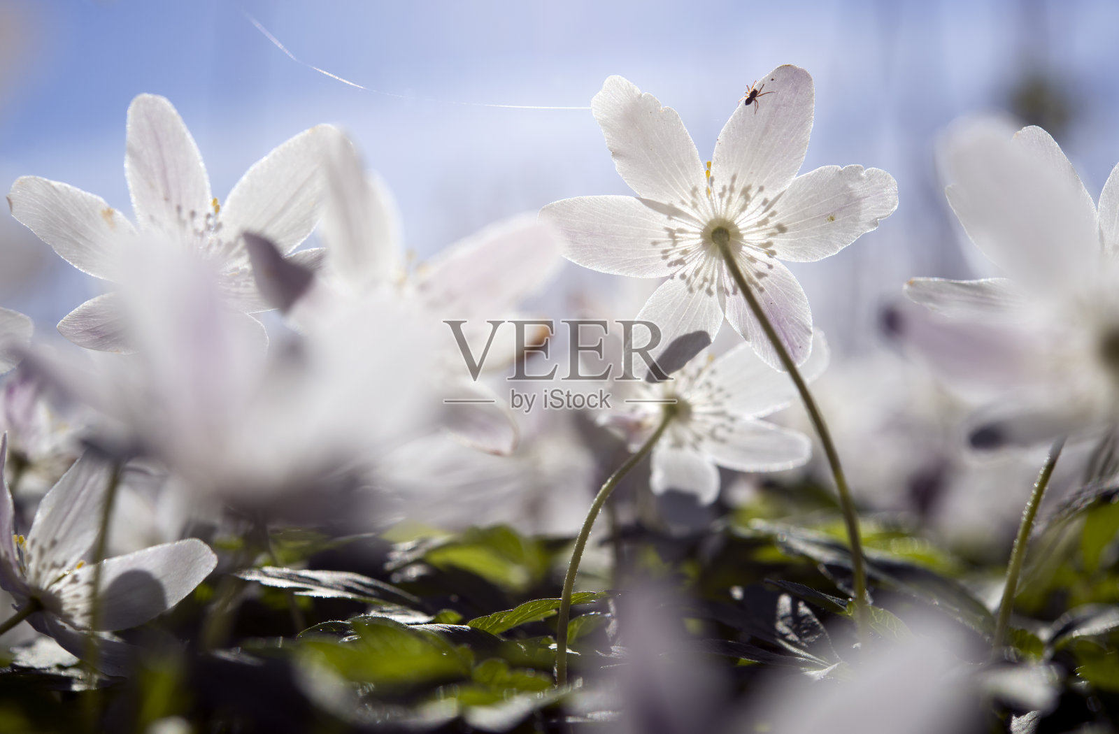 湖边的木海葵和纺锤照片摄影图片