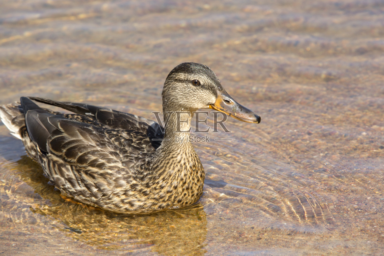 女性野鸭照片摄影图片