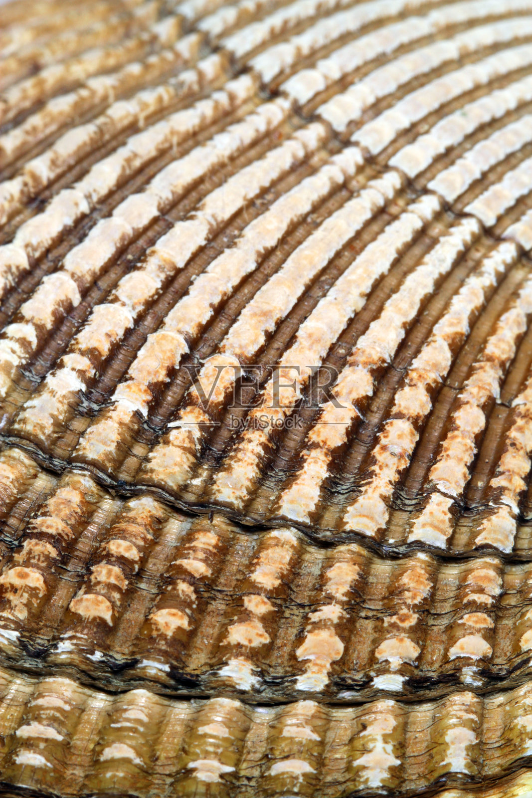 全面的模式照片摄影图片