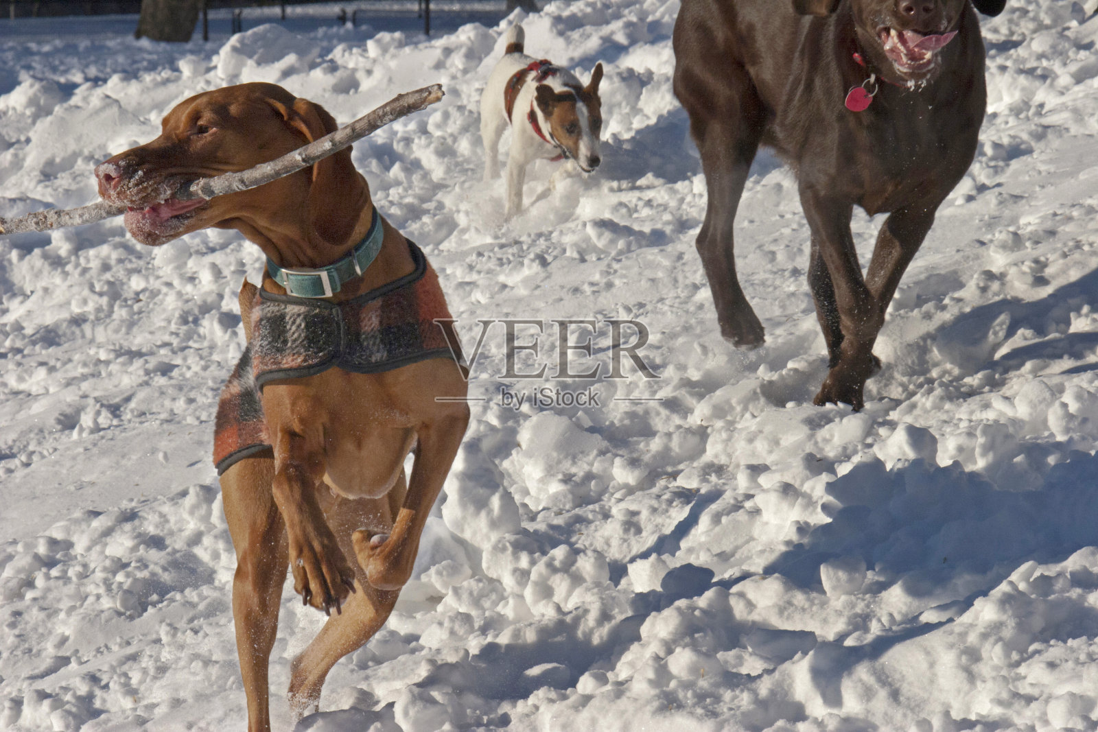 狗在雪地里拿着棍子跑照片摄影图片