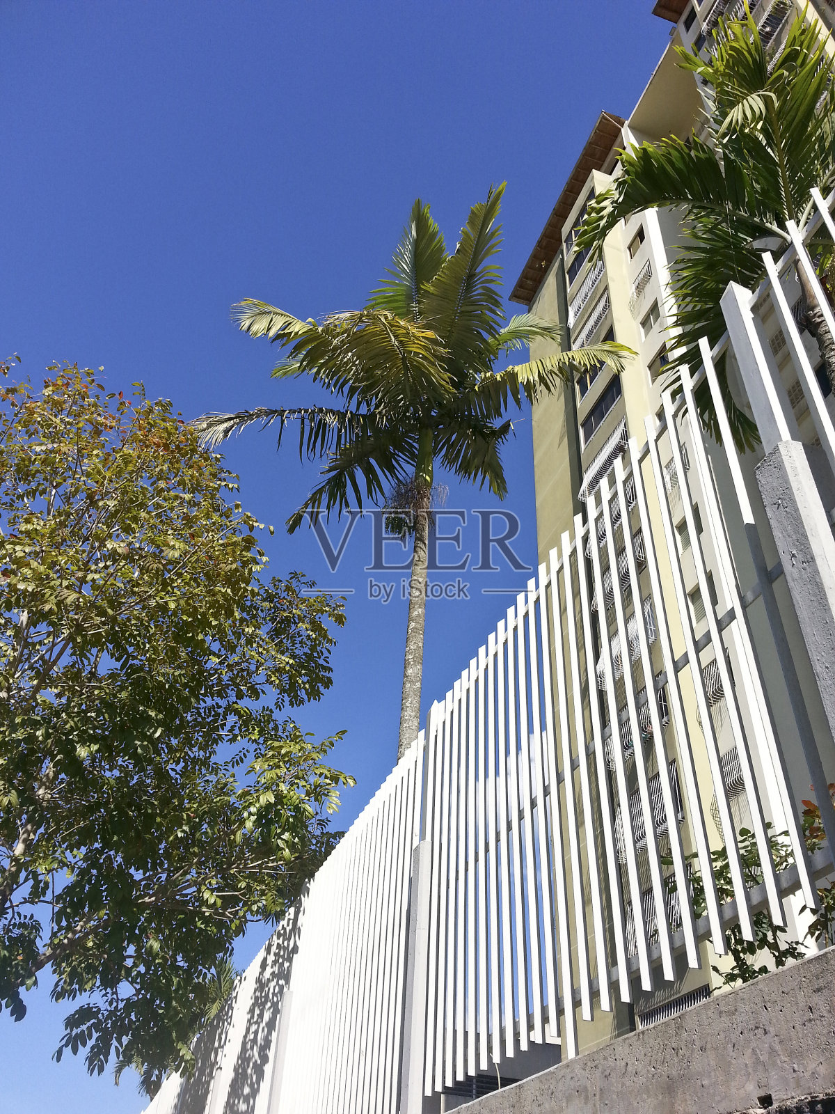 白色篱笆和热带棕榈树照片摄影图片