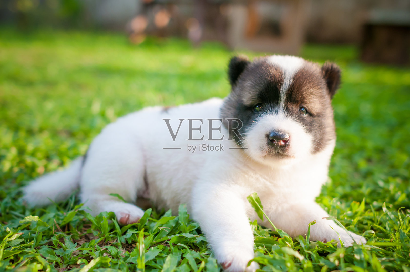 狗和小狗照片摄影图片