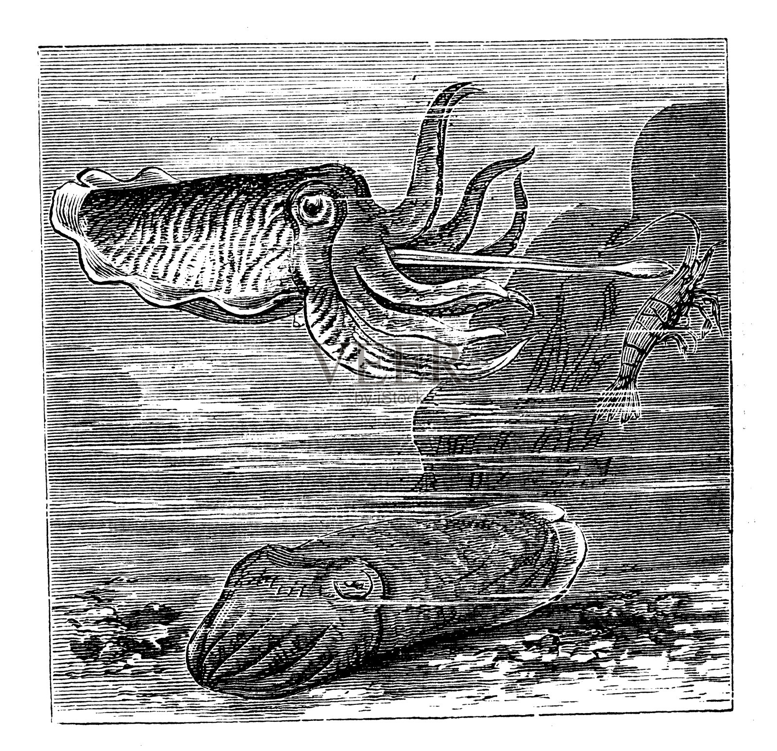 欧洲普通墨鱼(Sepia officinalis)的古董插图插画图片素材