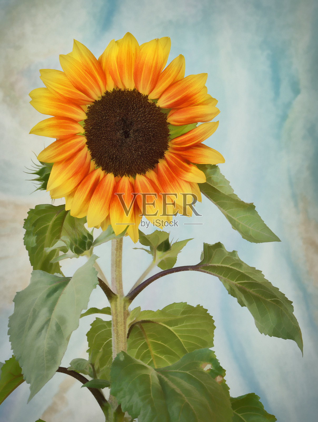 向日葵的画设计元素图片