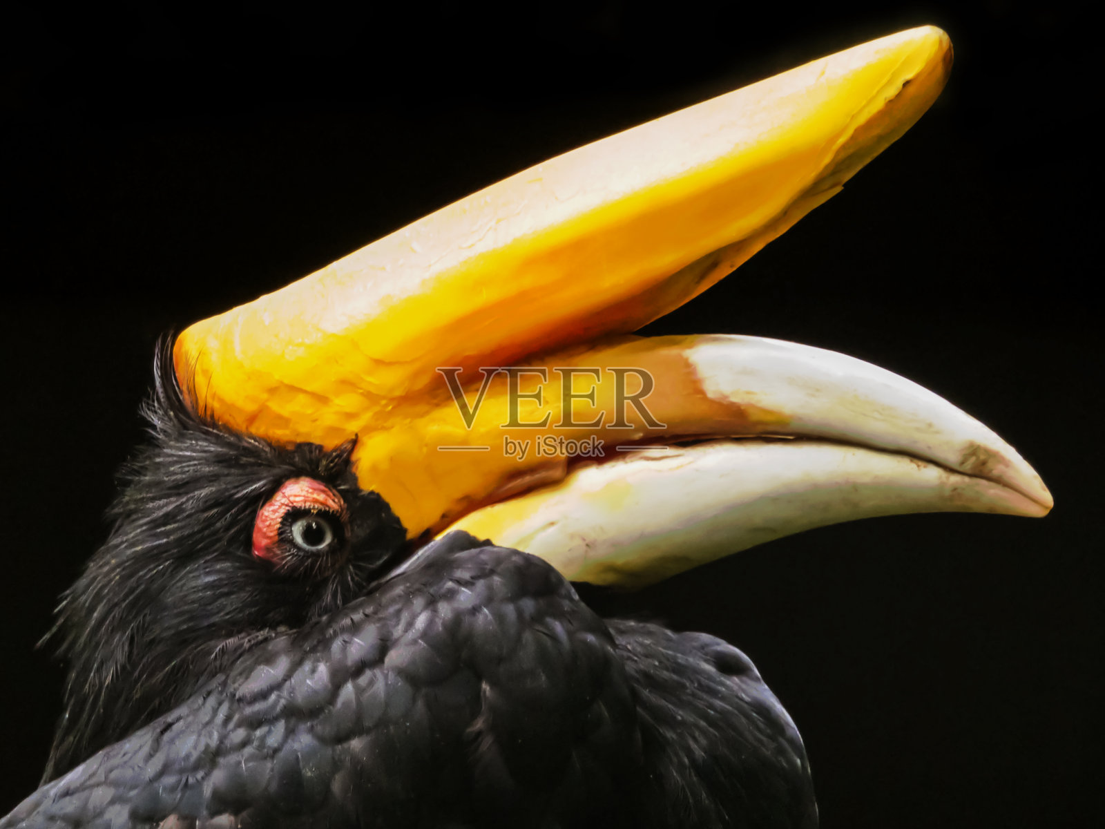 Buceros犀牛silvestri照片摄影图片