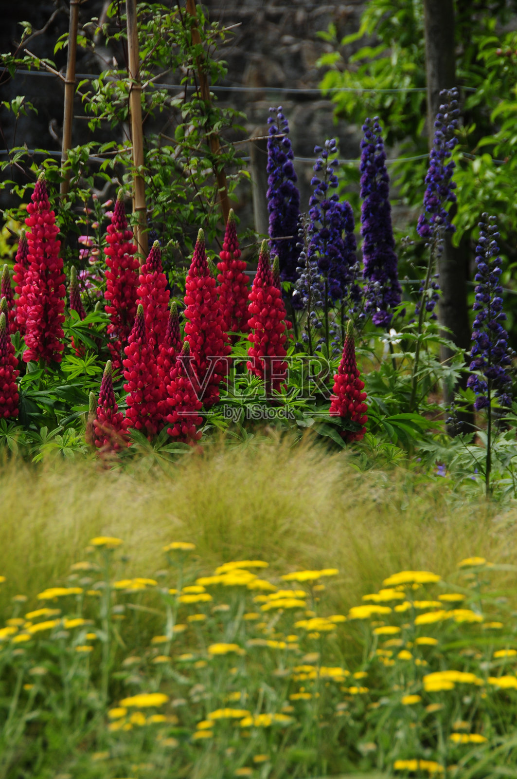春天的花园,英国照片摄影图片