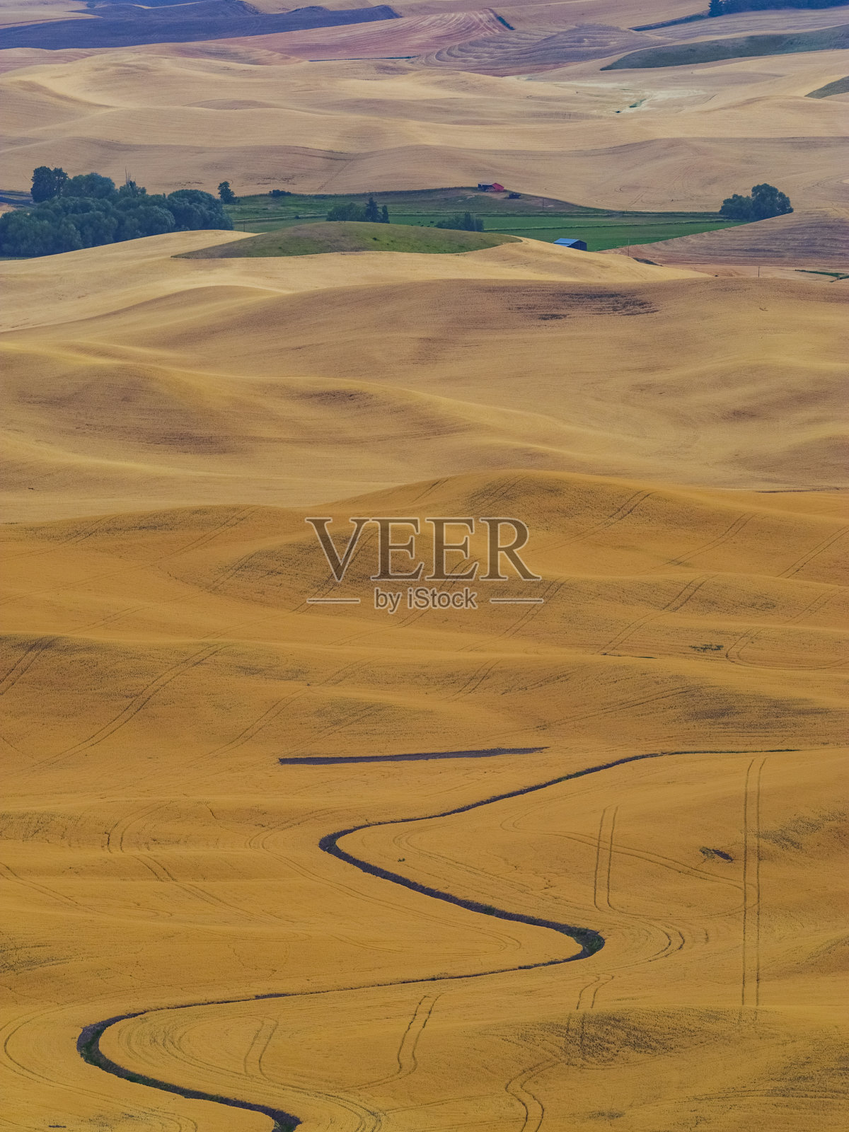 秋天的麦田,帕卢斯,美国WA照片摄影图片