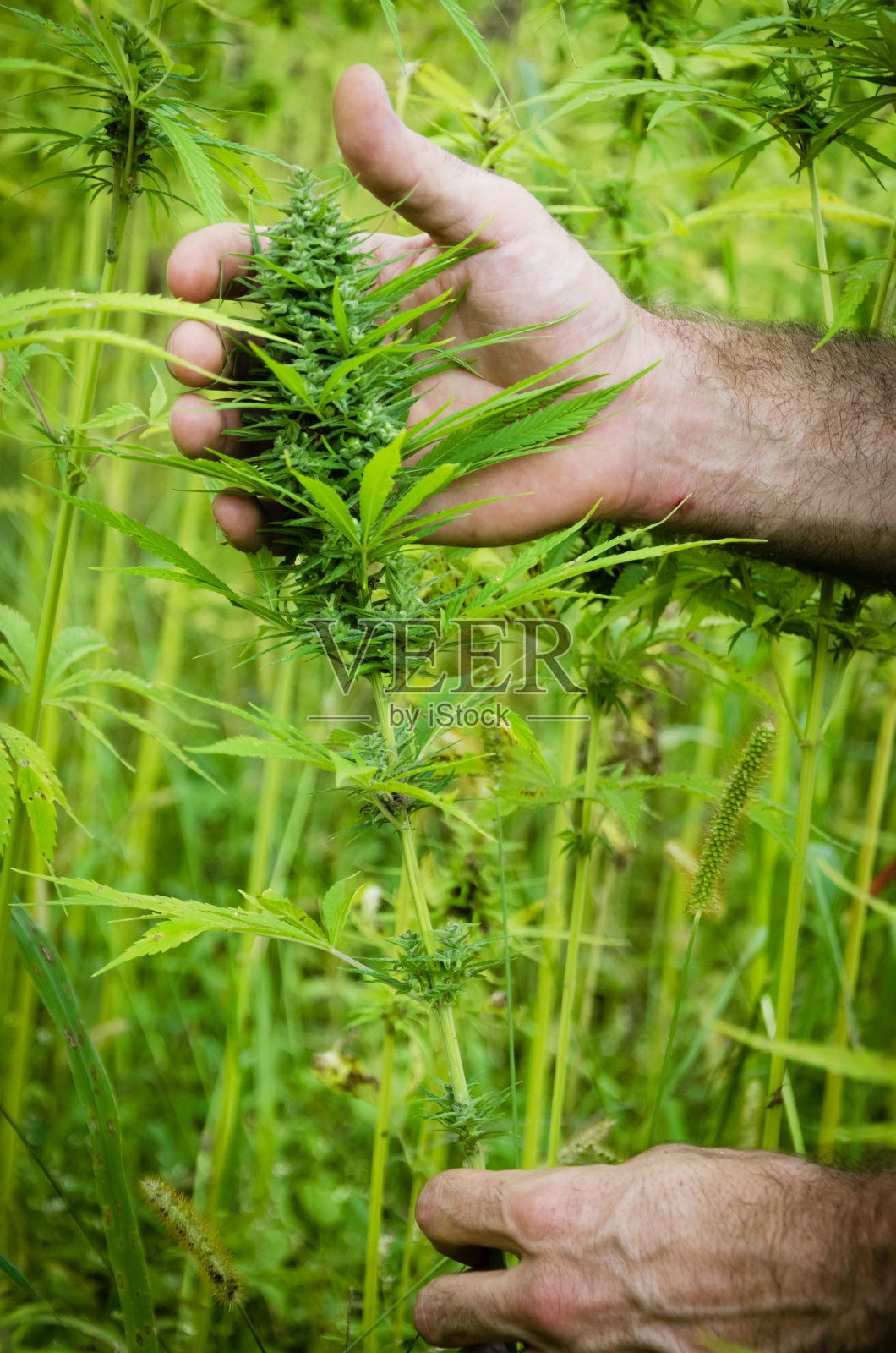 收获的医疗大麻照片摄影图片
