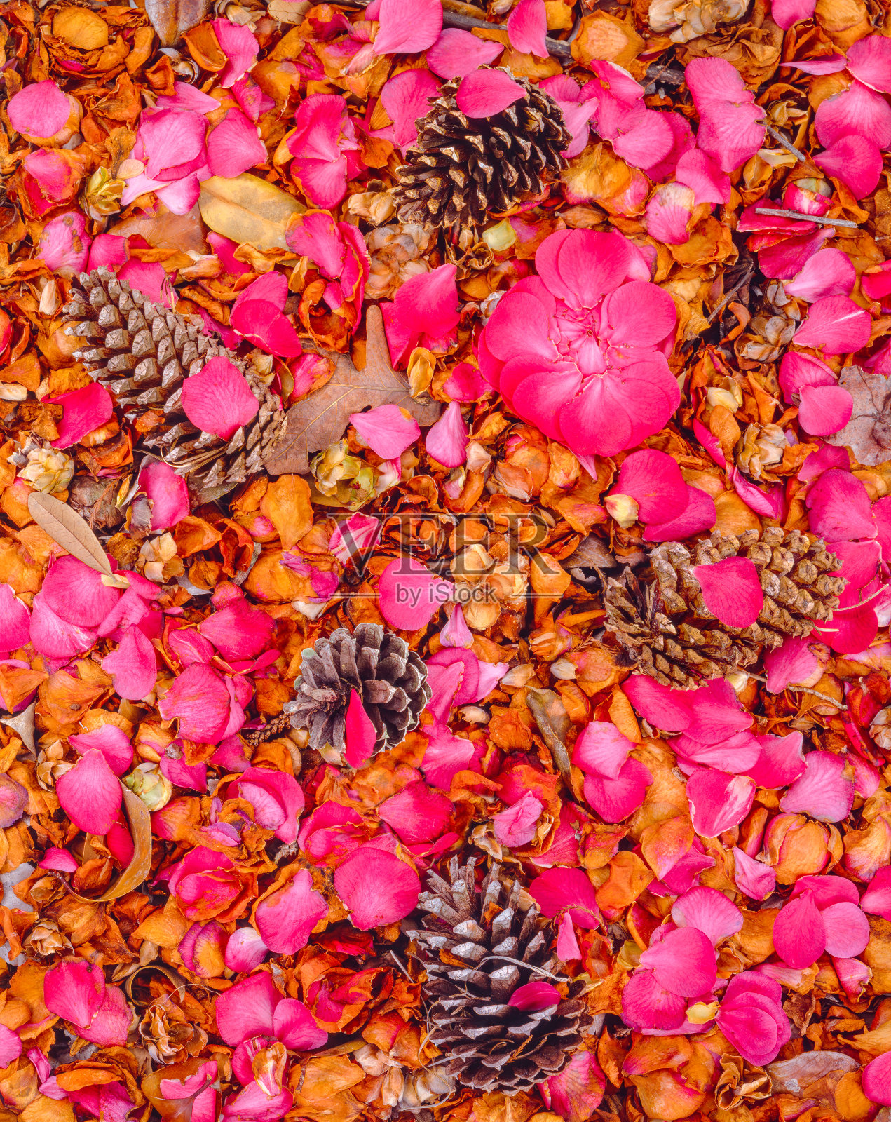 花园茶花和松果(P)照片摄影图片