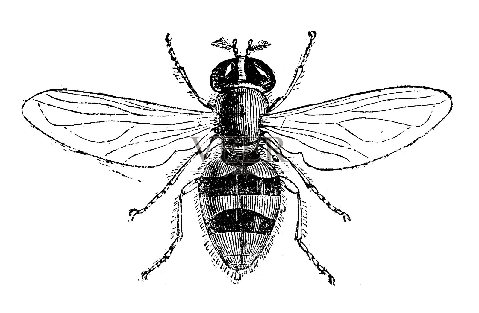 Volucella的古董插图设计元素图片