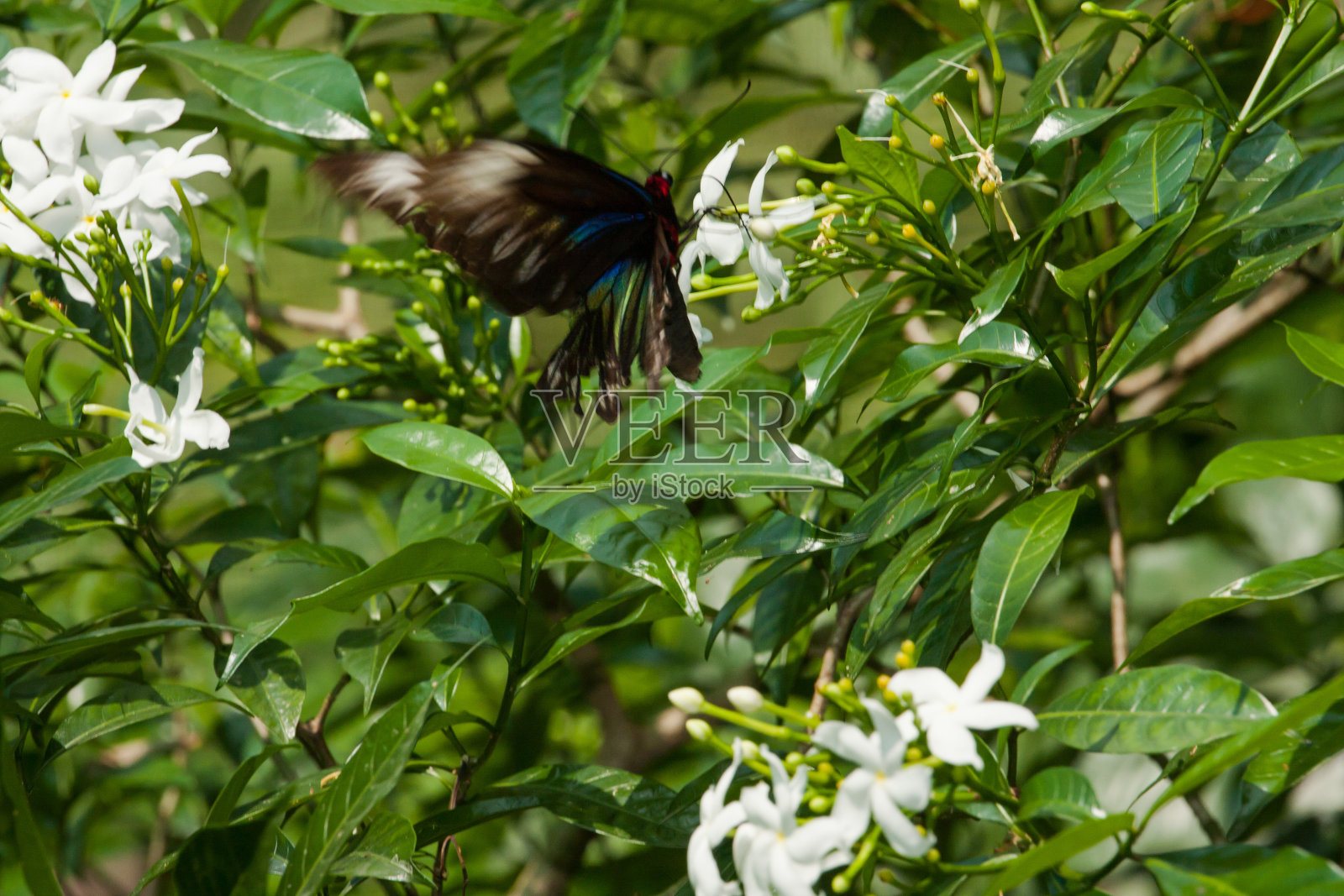 热带蝴蝶照片摄影图片
