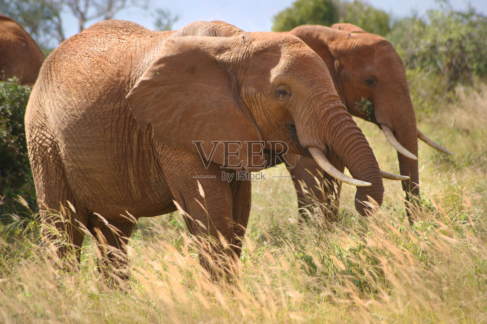 家族的大象照片摄影图片