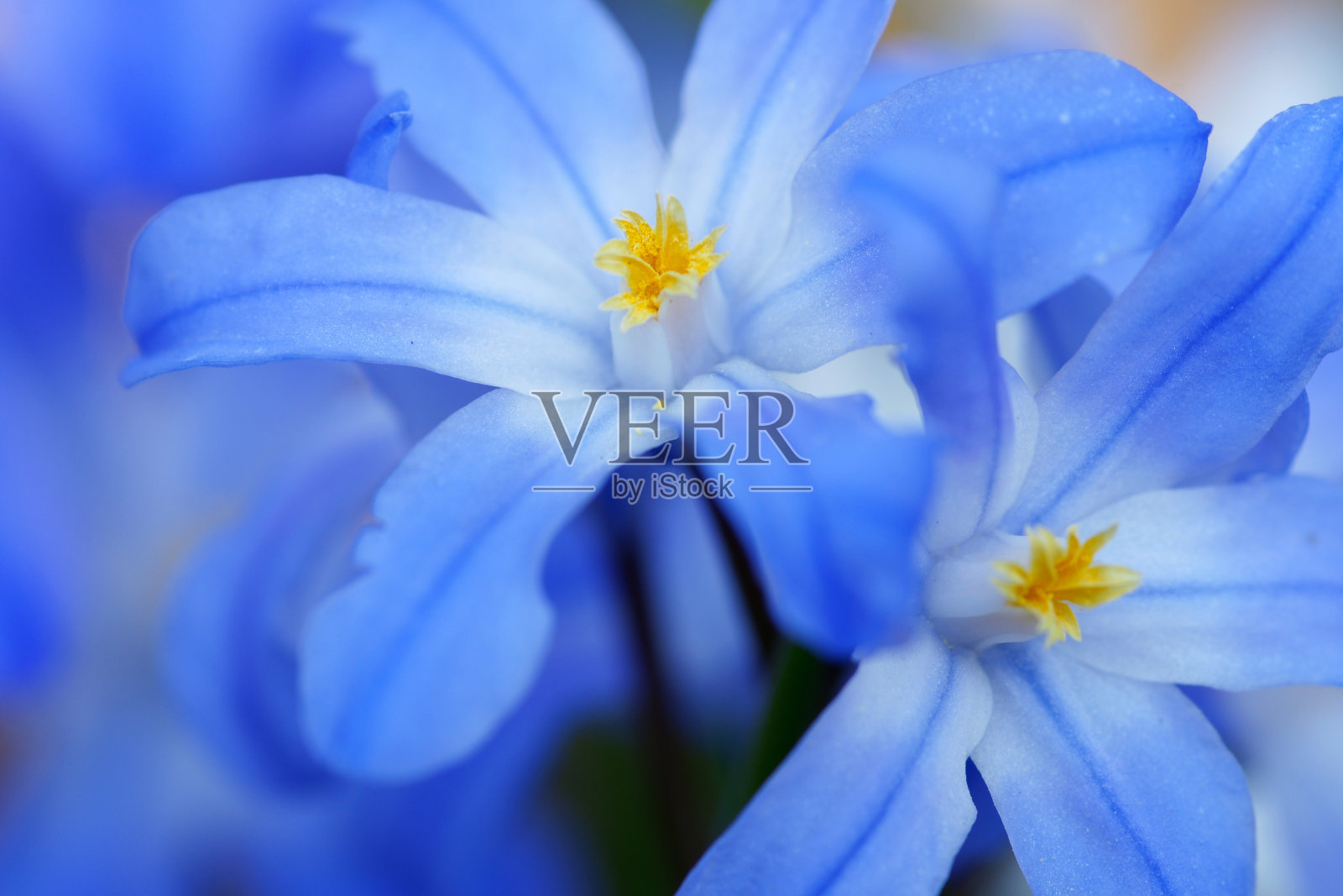 雪的荣耀照片摄影图片