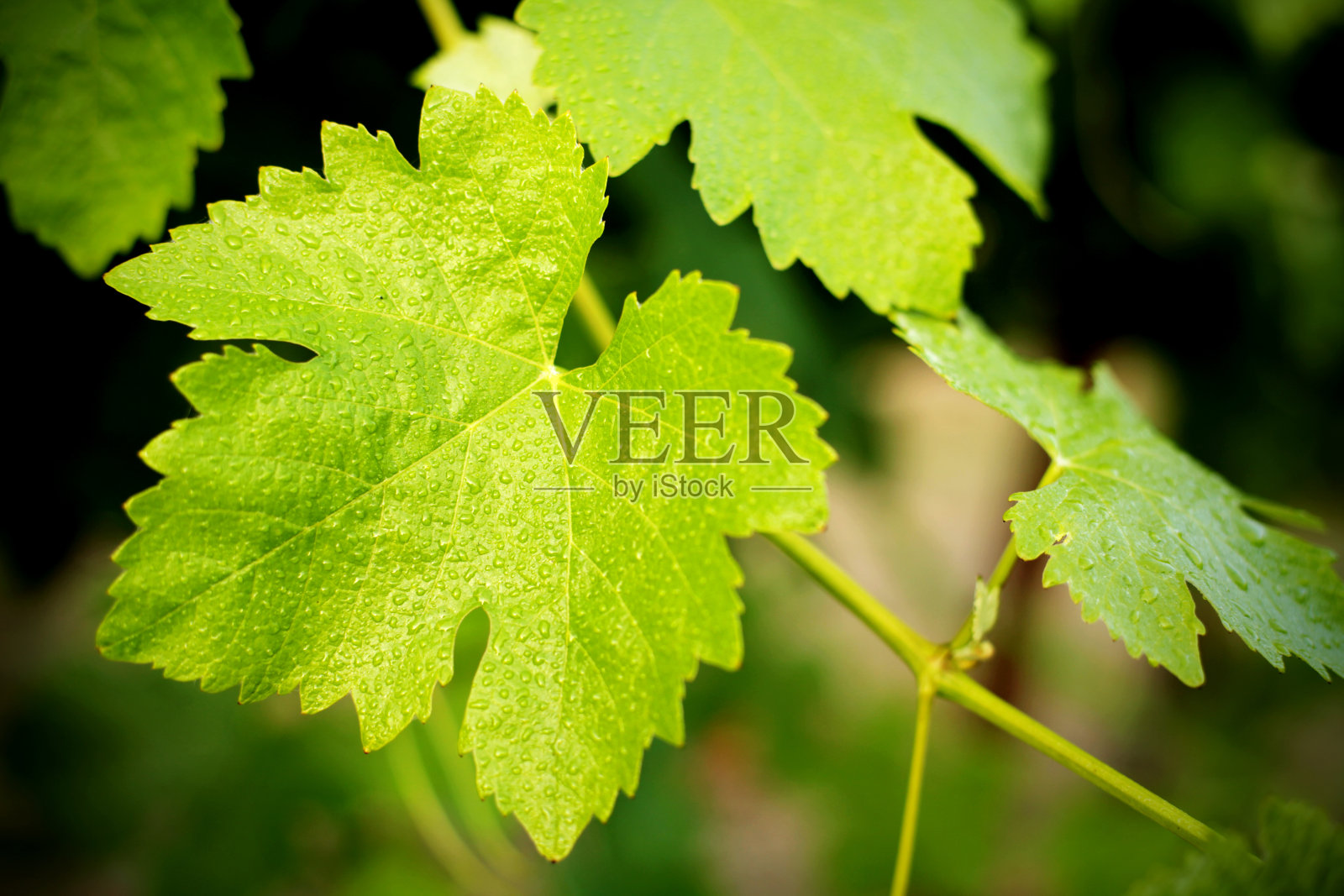 葡萄叶被露水浸湿照片摄影图片