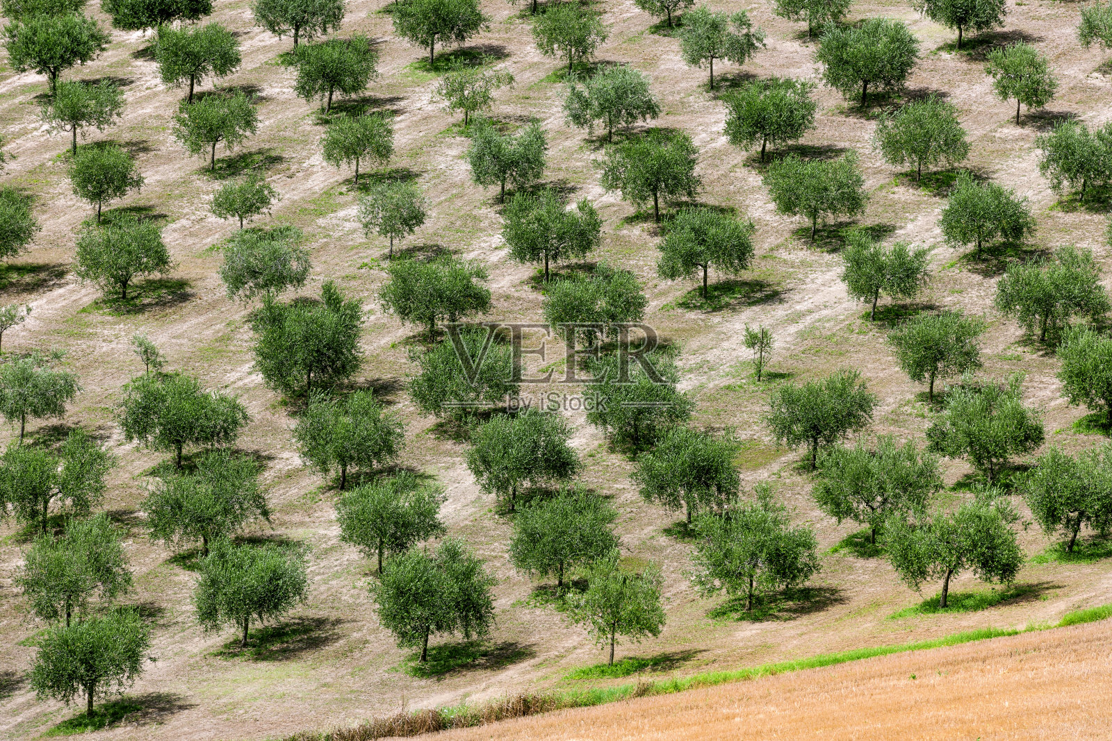 欧洲意大利翁布里亚里卡那提的橄榄树照片摄影图片