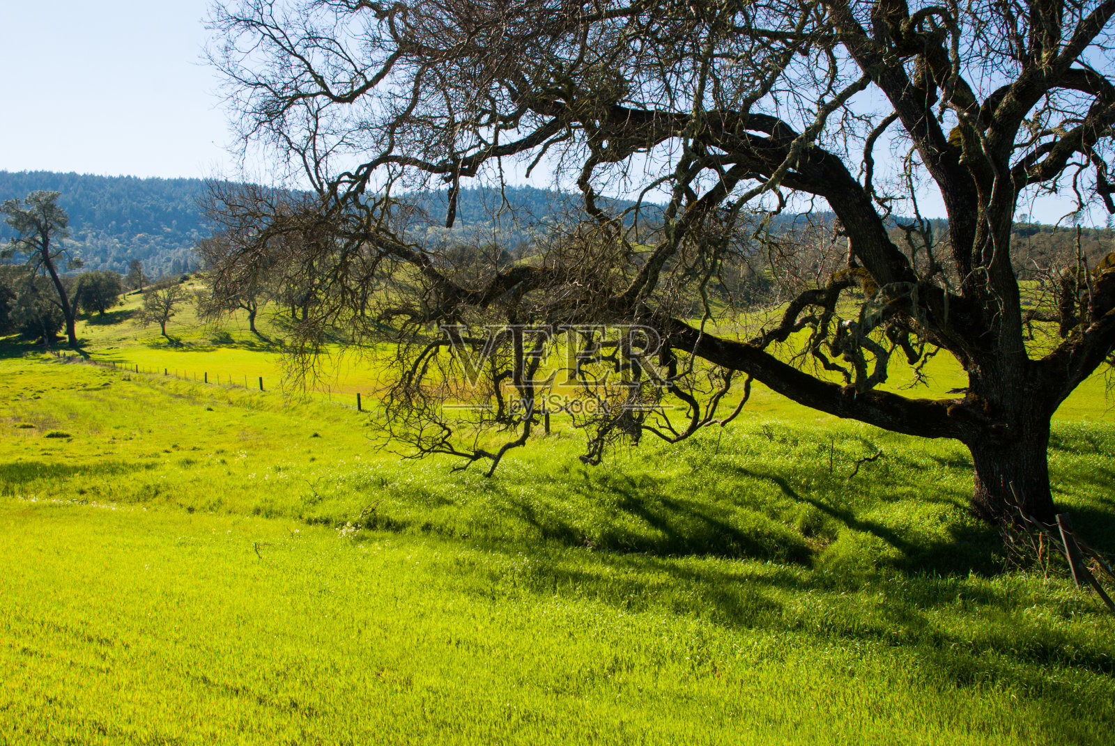 橡树牧场篱笆绿草教皇纳帕县加利福尼亚照片摄影图片
