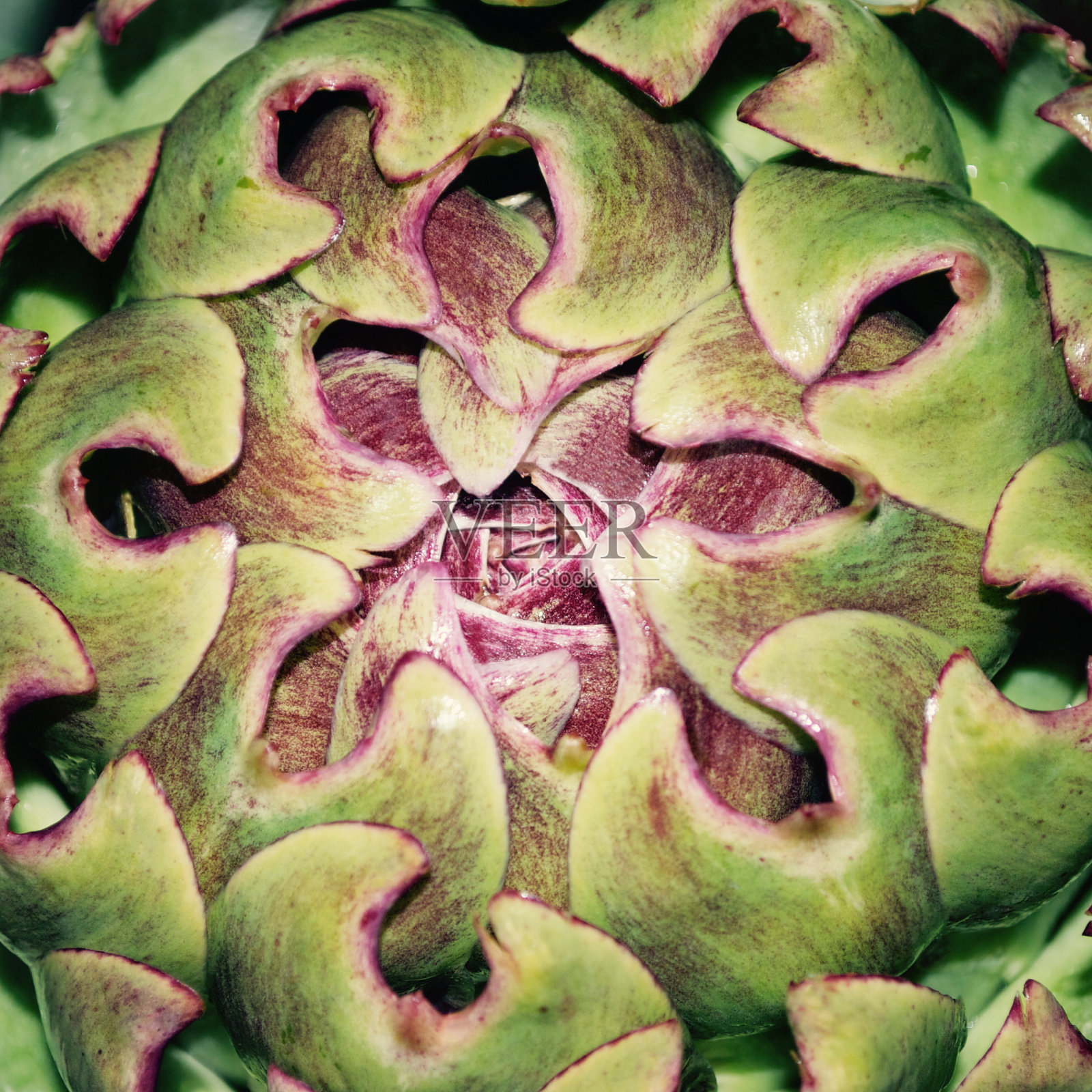 朝鲜蓟照片摄影图片