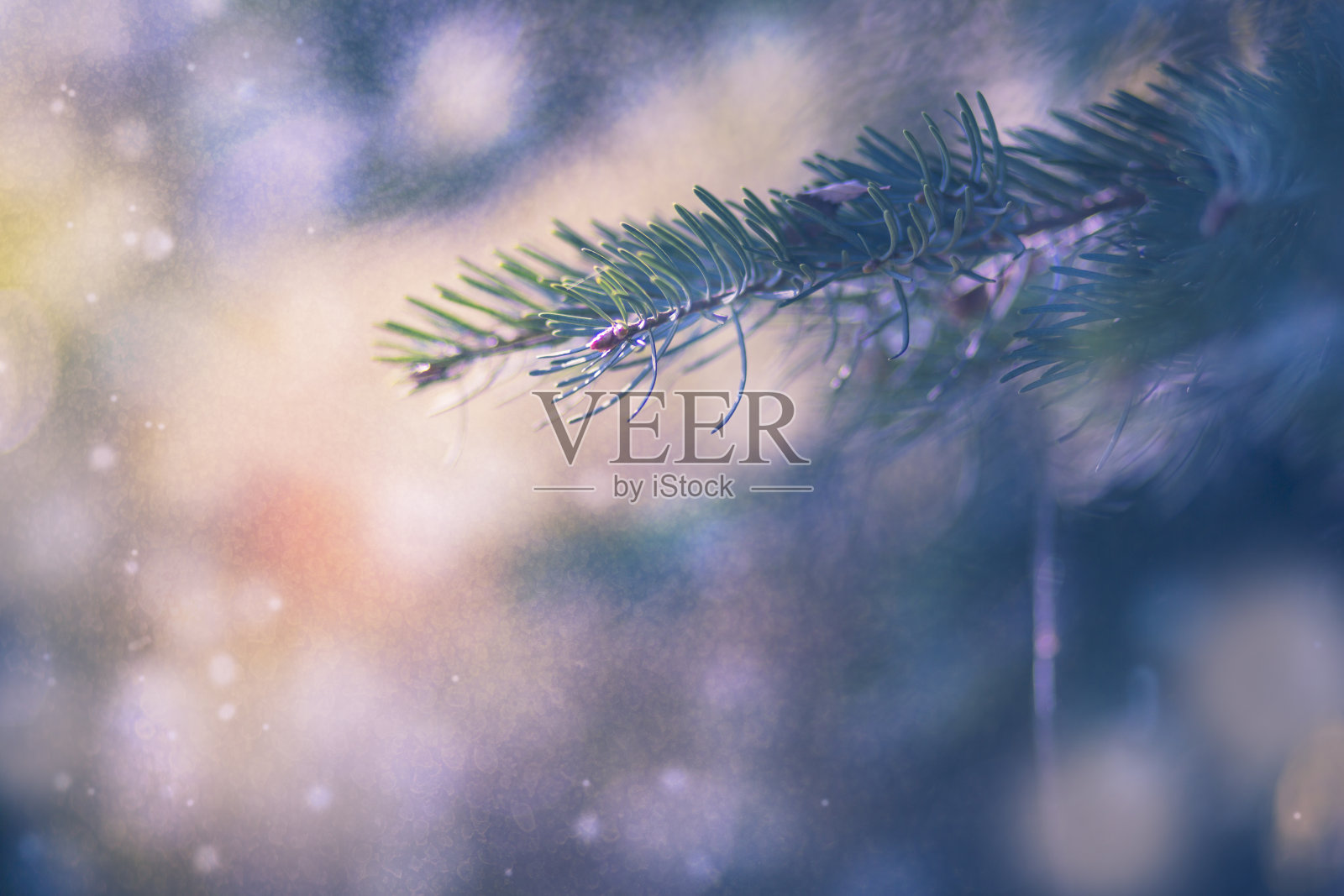 松树特写照片摄影图片