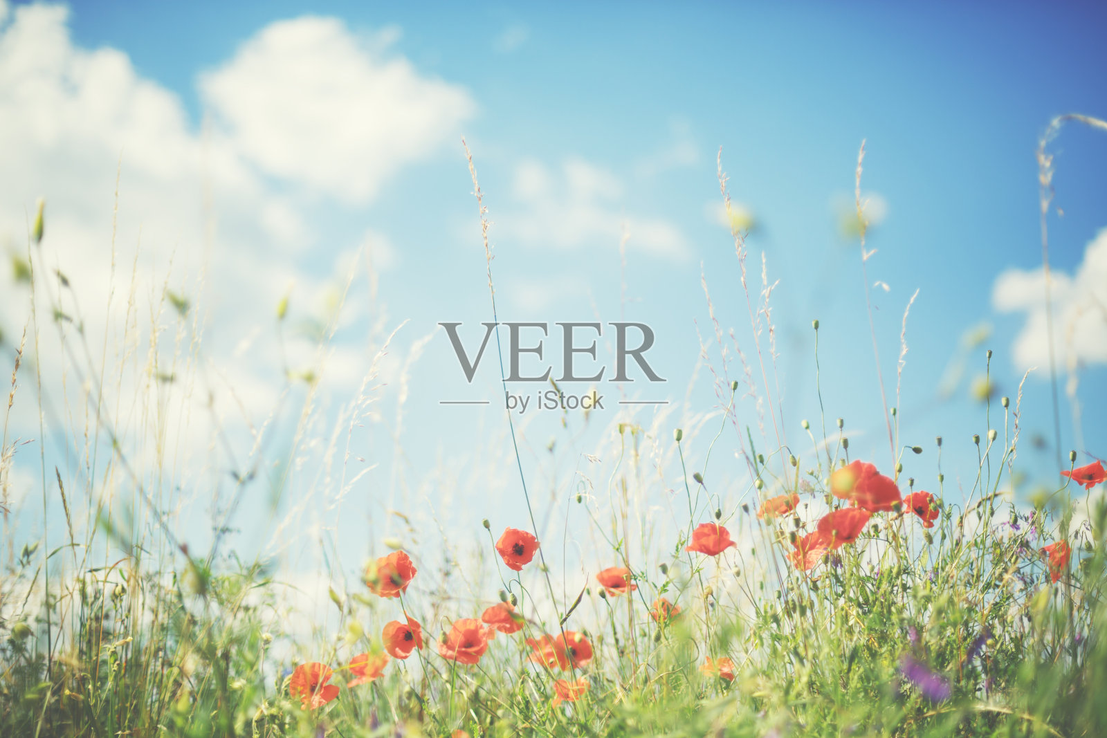 夏天的红罂粟照片摄影图片