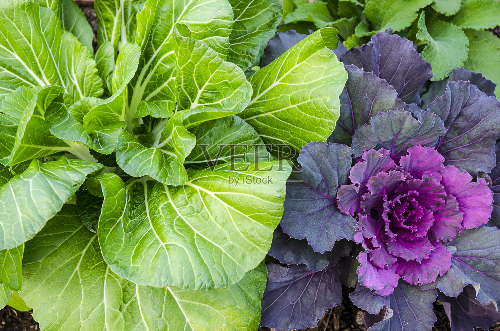 冬季装饰白菜照片摄影图片