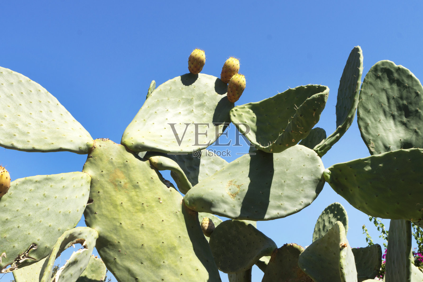 多刺的仙人掌靠近水果照片摄影图片