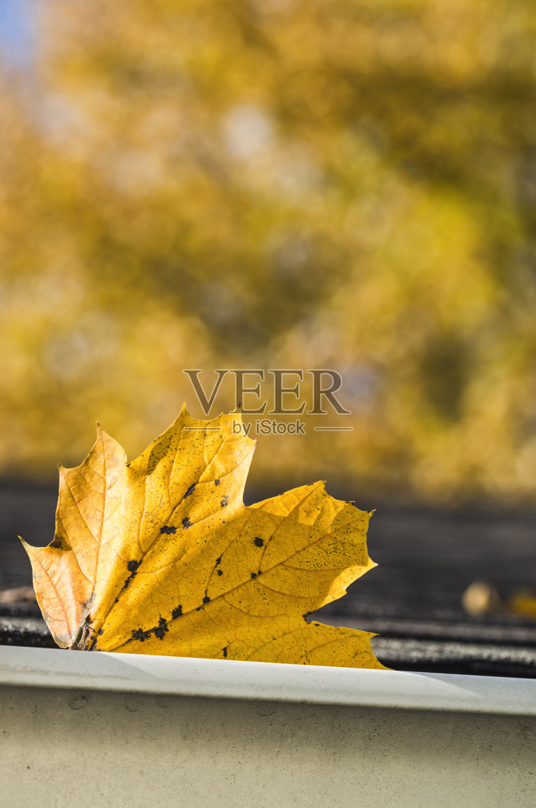 落叶落在住宅的屋顶和排水沟上照片摄影图片