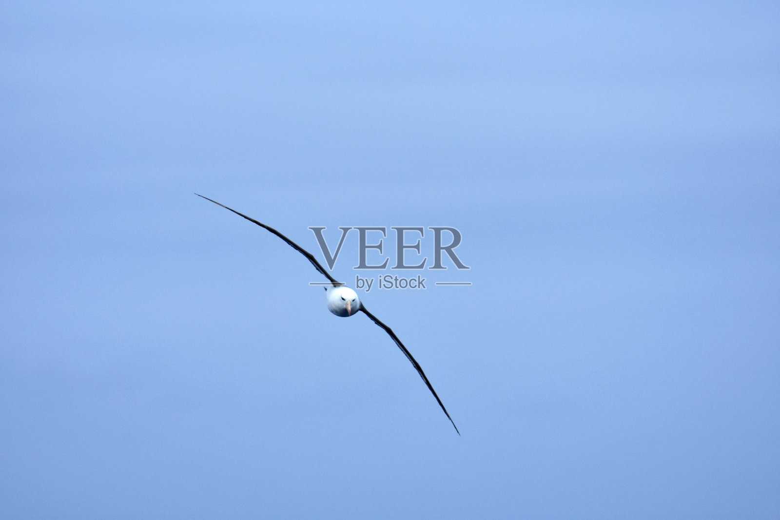 黑眉信天翁照片摄影图片