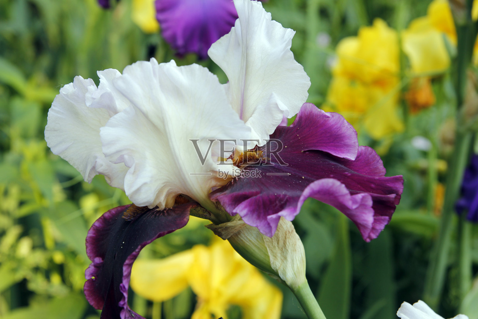 虹膜照片摄影图片