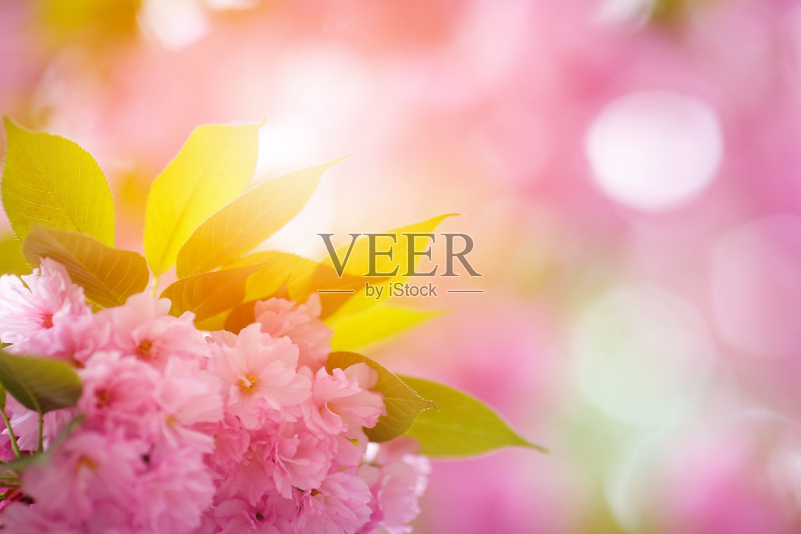 粉红色的樱花照片摄影图片