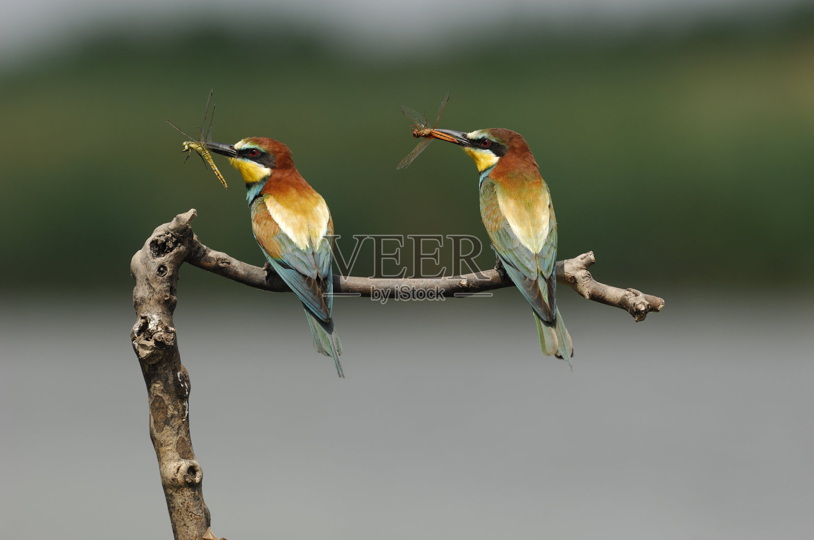 食蜂者,鞭炮照片摄影图片