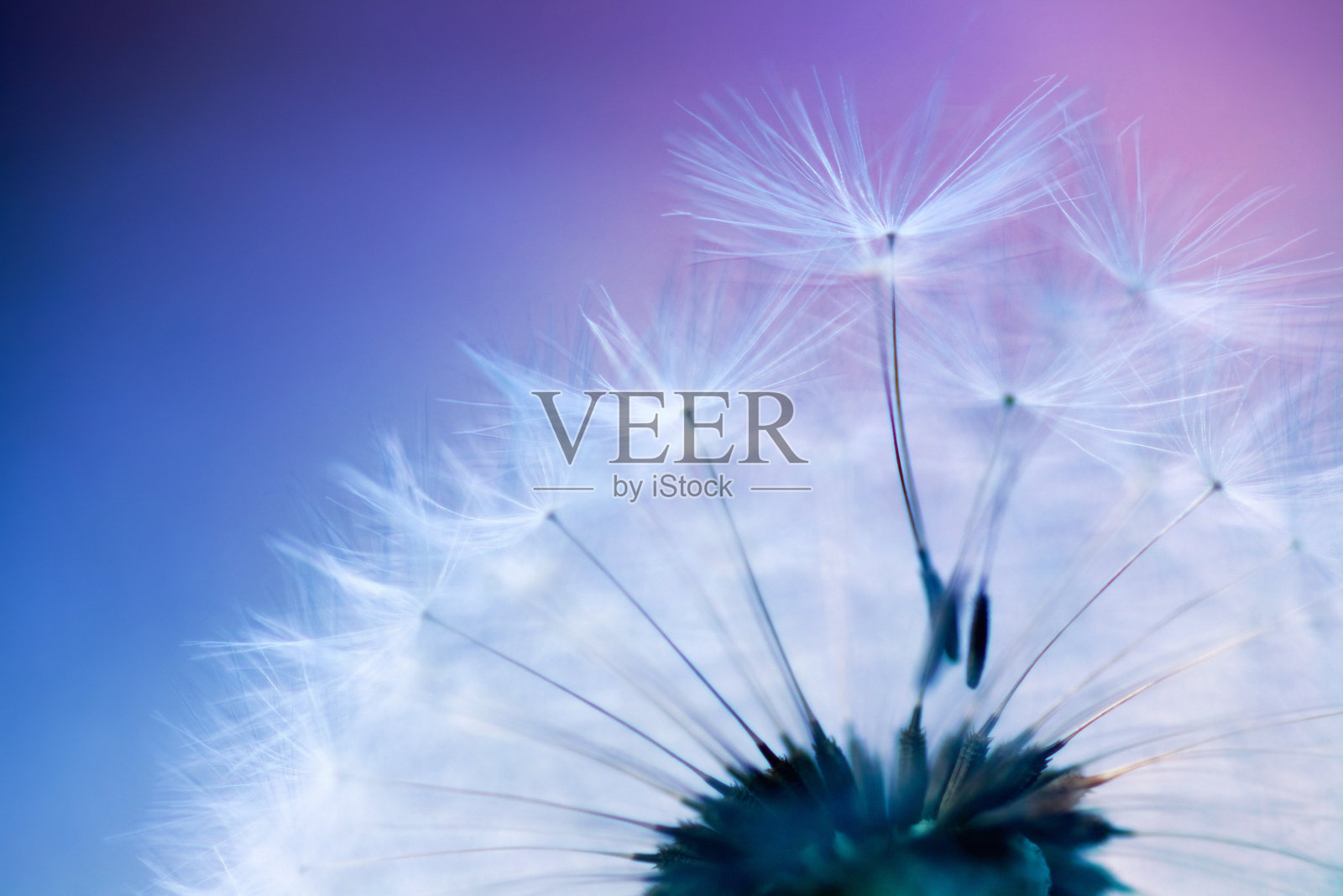 蒲公英的种子照片摄影图片