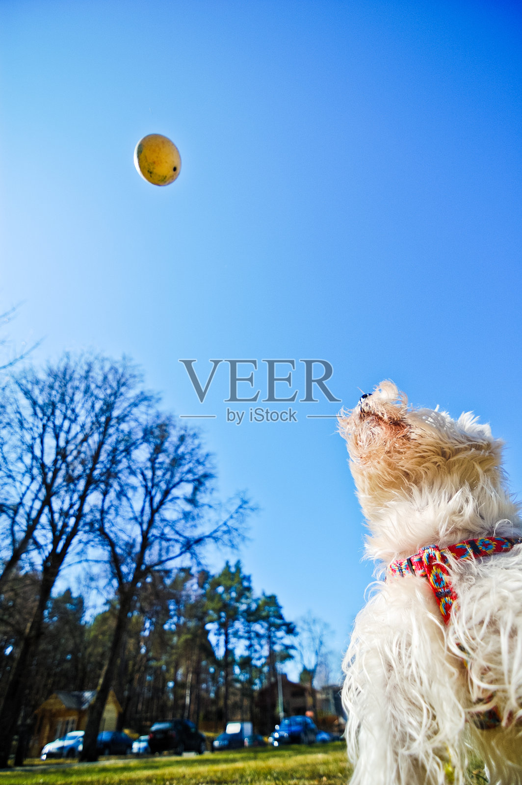 玩Westie照片摄影图片