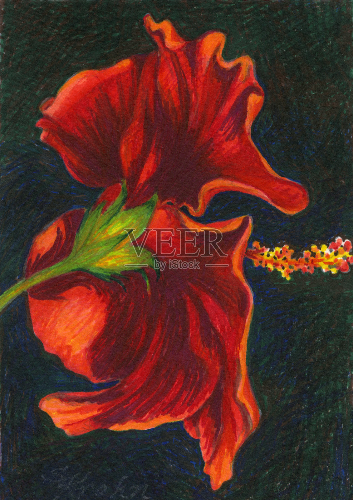 辐射芙蓉插画图片素材