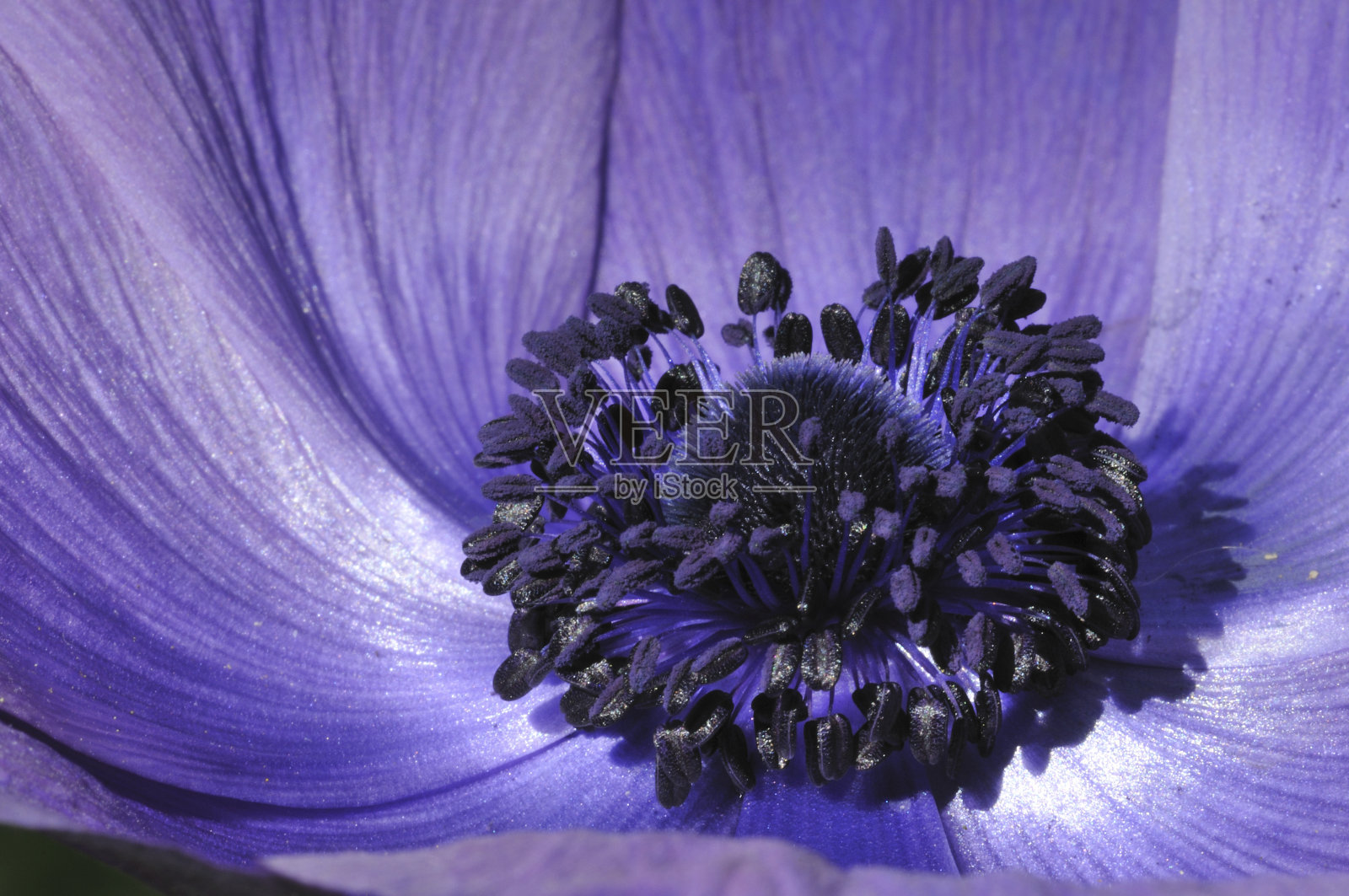 蓝色罂粟在宏照片摄影图片