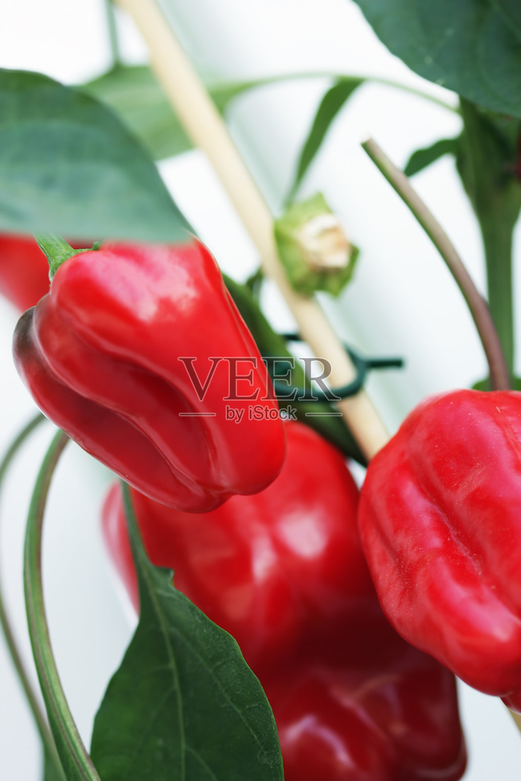 胡椒、辣椒粉照片摄影图片